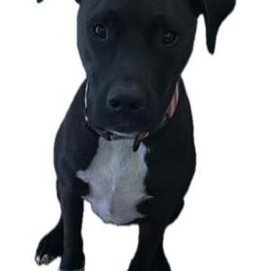 Lost Dog Blackie