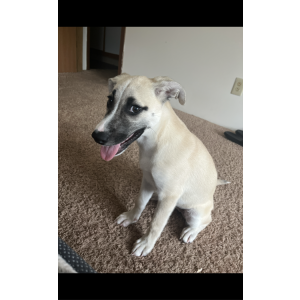 Lost Dog Lana