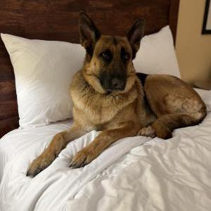 Lost Dog Bella