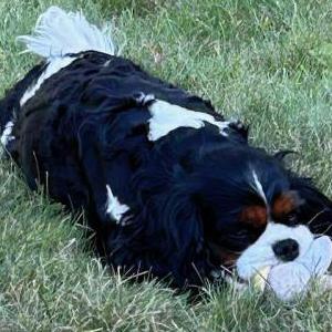 Lost Dog Annie