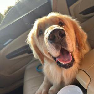 Lost Dog Cooper