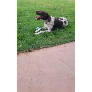 Lost Dog Jared