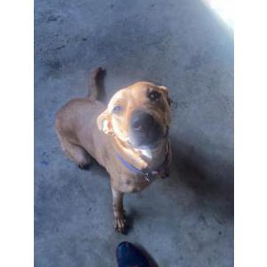 Lost Dog Gwen