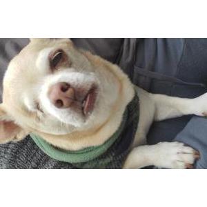Lost Dog Jake