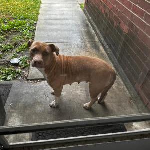 Found Dog Uknown