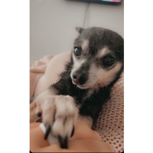 Lost Dog King