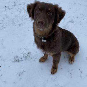 Lost Dog Luna