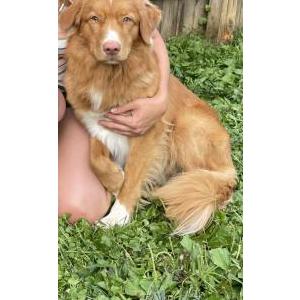 Lost Dog Trek