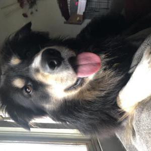 Lost Dog Charlie