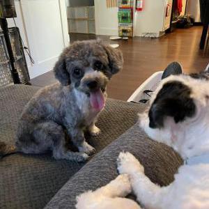 Lost Dog Pepper