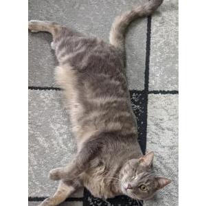 Lost Cat Lillie Mae