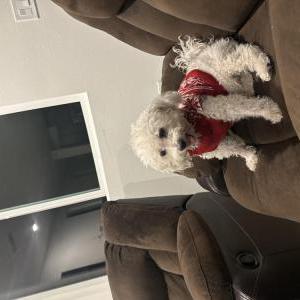 Lost Dog Dallas