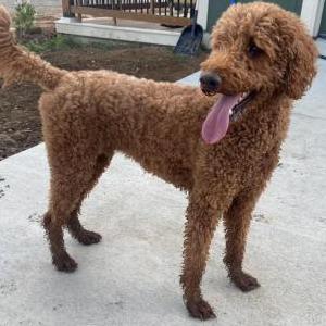 Lost Dog Keo