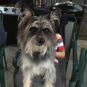 Lost Dog GOLIAT