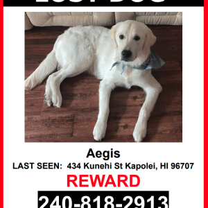 Image of Aegis, Lost Dog