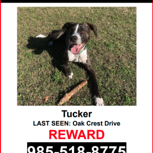 Image of Tucker, Lost Dog