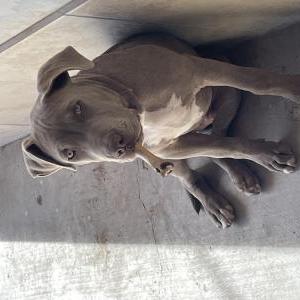Lost Dog Dexter