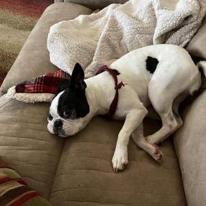 Lost Dog Marlee