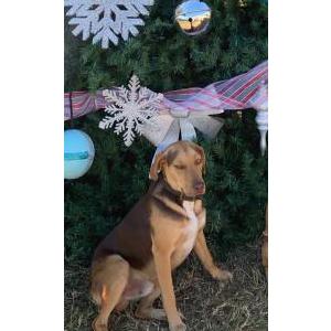 Lost Dog Leroy Brown