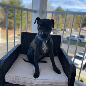 Lost Dog Paddington