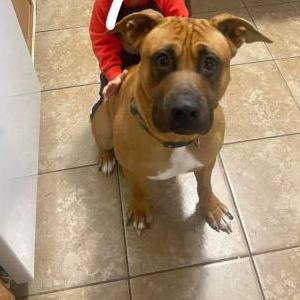 Lost Dog Kylo
