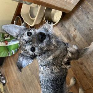Found Dog Unknown
