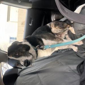 Lost Dog Maverick