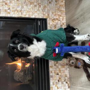 Lost Dog Major