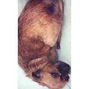 Lost Dog Camila