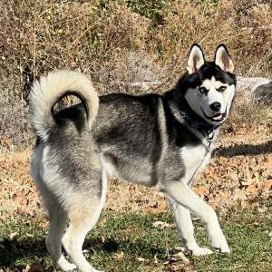 Image of Lobo, Lost Dog