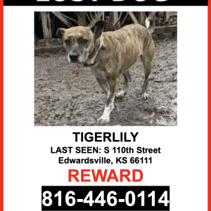 Image of Tigerlily, Lost Dog