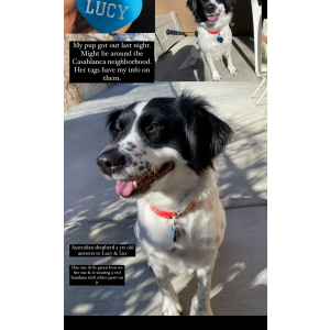 Lost Dog Lucy