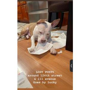 Lost Dog Lucky