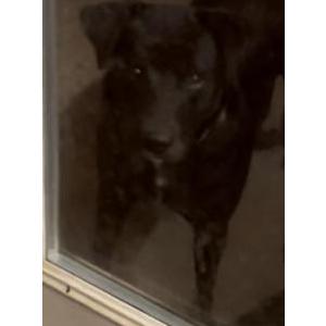 Lost Dog Luna
