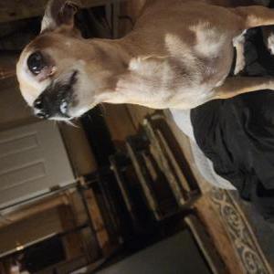 Lost Dog Princess