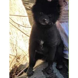 Lost Dog Oso