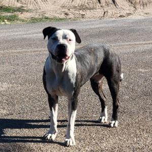 Found Dog Unknown