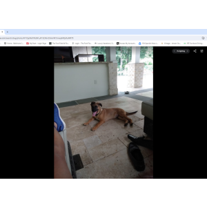 Lost Dog Jack