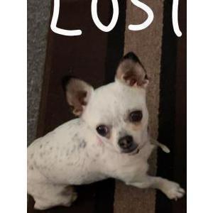 Lost Dog Peach