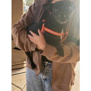 Found Dog Unknown