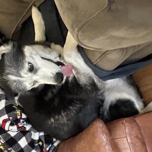 Lost Dog Meesha