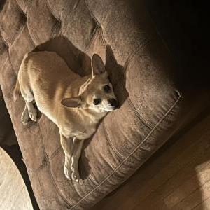 Lost Dog Jorge