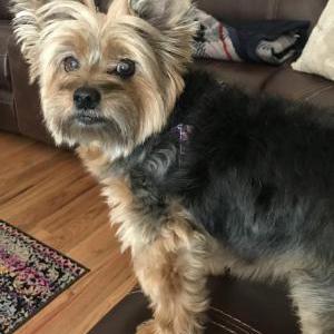 Lost Dog Bailey