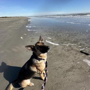 Lost Dog BO KATAN