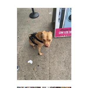 Lost Dog Chulo
