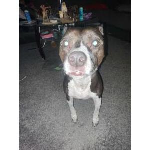 Lost Dog Khloe