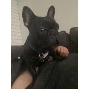 Lost Dog Charlie