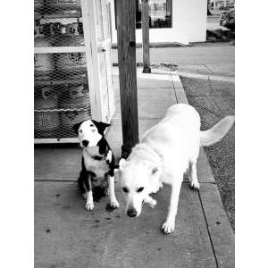 Lost Dog Ripley and Odin