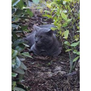 Image of unknow, Found Cat