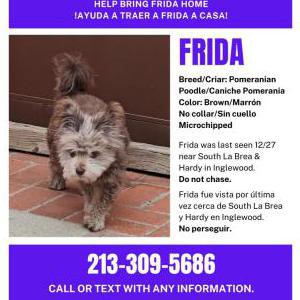 Lost Dog Frida